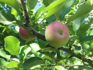 Appelboom juli Chernenko: beschrijving, planten en verzorgen