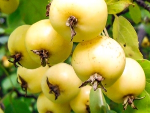 Gouden Chinese appelboom: kenmerken, aanplant en verdere verzorging