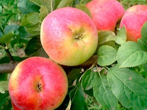 Apple tree Krasa Sverdlovsk: variety description and growing features