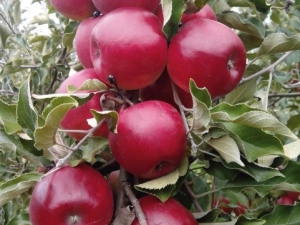 Mackintosh apple tree: variety description and cultivation