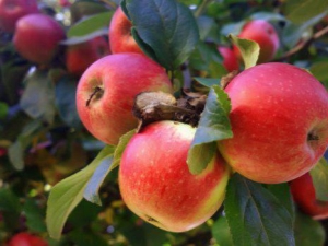 Droomappelboom: rasbeschrijving, planten en verzorgen