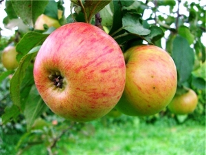 Appelboom Medunitsa: rasbeschrijving, planten en verzorgen