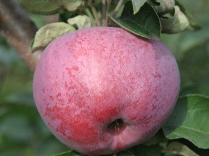 Appelboom Cadeau aan Grafsky: beschrijving en samenstelling van fruit, teelt van een variëteit