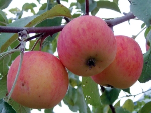 Appelboom Cadeau voor tuinders: rasbeschrijving en plantregels