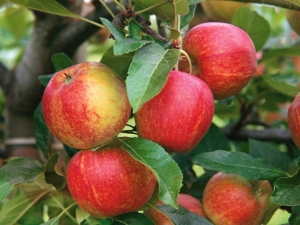 Apple tree Grounded: description of the variety and the secrets of planting and caring for a tree