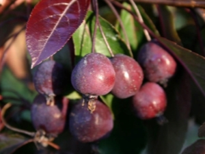 Royalty-appelboom: beschrijving, planten en verzorgen, toepassing in landschapsontwerp