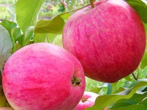 Apple tree Pink filling: variety description and agricultural technology