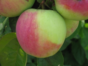 Noord-Sinap-appelboom: rasbeschrijving, planten en verzorgen