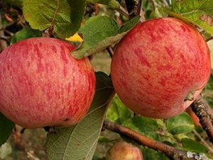 Appelboom Shtreifling (herfst gestreept): beschrijving van de variëteit aan appels, planten en verzorgen