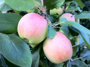 Appelboom Skala: rasbeschrijving en plantkenmerken