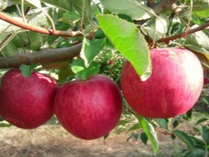 Appelboom Glorie aan de winnaars: rasbeschrijving, aanplant en verzorging