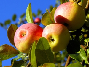 Appelboom Solntsedar: een beschrijving van de vruchten en de subtiliteiten van planten