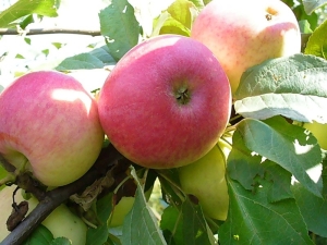 Appelboom Zon: rasbeschrijving en plantgeheimen