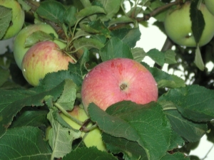 Apple tree Spartak: variety description, planting and care