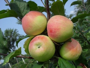 Appelboom 