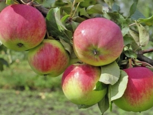 Apple tree Freshness: description and planting tips