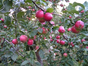 Appelboom Venyaminovskoe: rasbeschrijving, planten en verzorgen