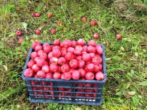 Gekoesterde appelboom: kenmerken van de variëteit en teelt