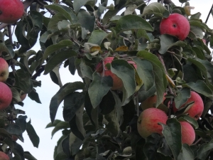 Apple tree Zhelannoe: description of the variety and tips on agricultural technology