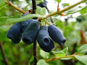 Honeysuckle Amphora: beschrijving, planten en verzorgen