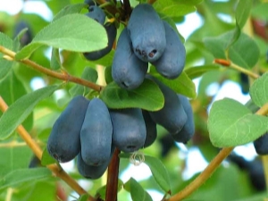 Honeysuckle Violet: rasbeschrijving en teelt