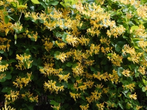 Honeysuckle honeysuckle: description, varieties, reproduction and cultivation