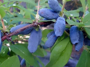 Honeysuckle Morena: kenmerken, aanplant en verzorging