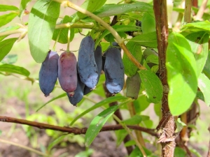 Honeysuckle Nymph: beschrijving en teelt van variëteiten