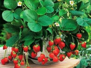 Ampel strawberries: varieties, tips for growing and caring