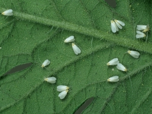 White small midge on strawberries: why does it appear and how to deal with it?