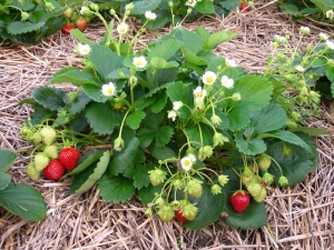 Ziekten en plagen van aardbeien en methoden om ermee om te gaan