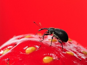 The fight with folk remedies with weevil on strawberries