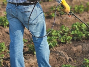 Hoe aardbeien te behandelen tegen ziekten en plagen tijdens de bloei?