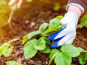 Hoe aardbeien in de herfst te voeren?