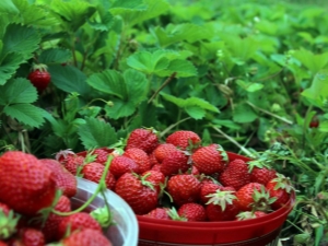 Hoe aardbeien in juli te voeren?