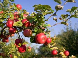 How to feed an apple tree during and after flowering?