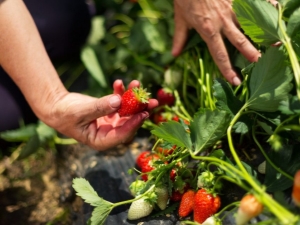 Hoe aardbeien te voeren tijdens vruchtvorming?