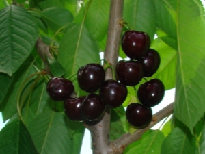 Cereza negra Diber: descripción de la variedad, plantación y cuidado.