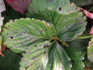 What to do if strawberries have leaves in a hole?