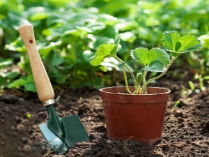 Wat kan er na aardbeien worden geplant?