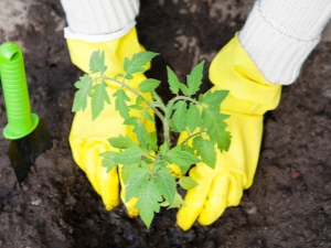 Wat te doen in het gat bij het planten van peper?