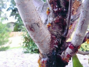 Cytosporosis op een appelboom: tekenen, oorzaken en behandelingsmethoden