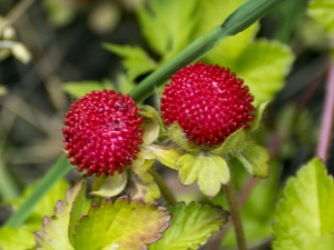 Decoratieve aardbeien: beschrijving van soorten en teelt