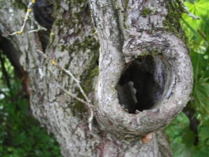 Een holte in een appelboom: we behandelen een wond goed en dichten een gevaarlijk gat af