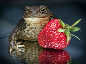 Eten kikkers aardbeien en wat te doen in dit geval?