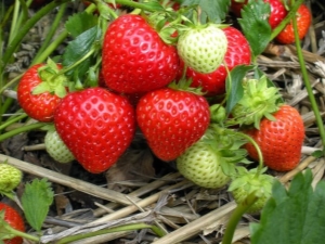 Kenmerken en variëteiten van remontante aardbeien