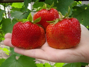 Characterization and cultivation of the strawberry variety 