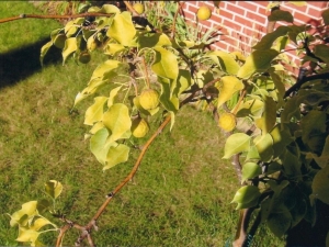 Apple tree chlorosis: why does the disease appear and how to get rid of it?