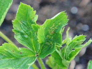 Hoe om te gaan met een teek op een aardbei?