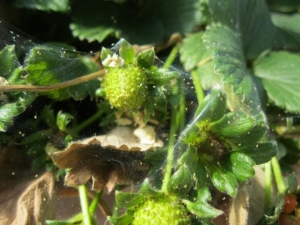 How to deal with spider mites on strawberries?